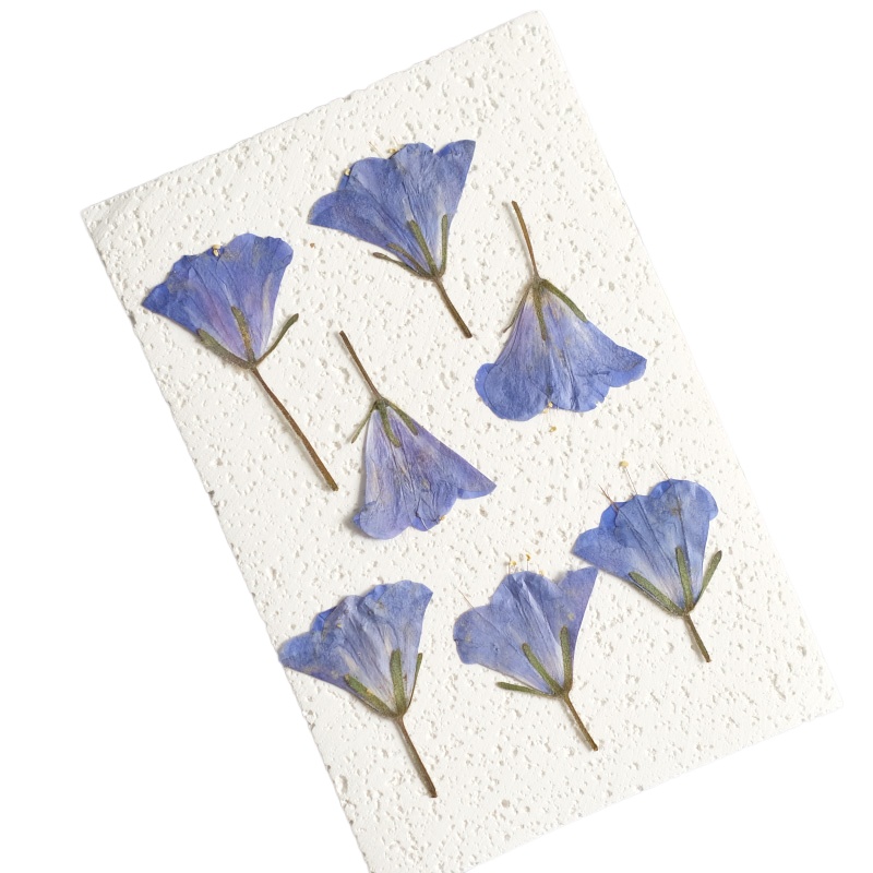 12pcs/3-5cm,nature Bluebell Em - огляд і ціна Beauty Makeup Bridal