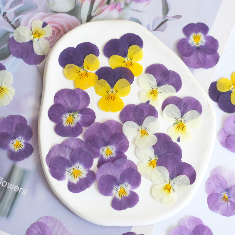 12pcs,nature Pansy Dried Flowe - огляд і ціна Beauty Makeup Bridal