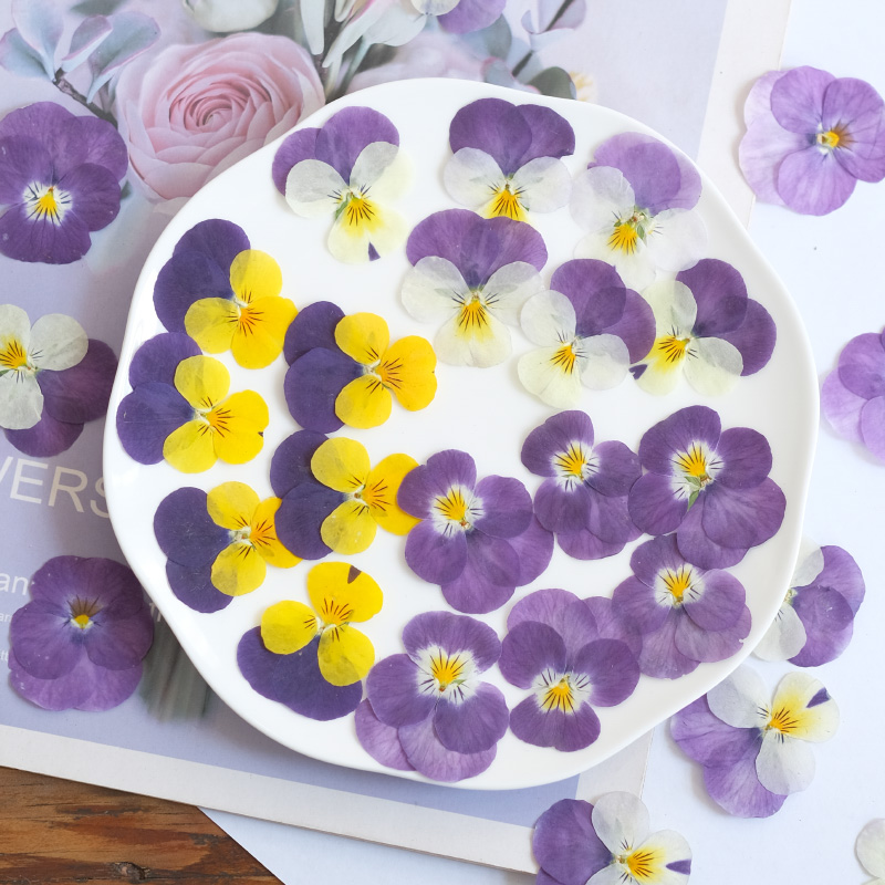 12pcs,nature Pansy Dried Flowe - огляд і ціна Beauty Makeup Bridal